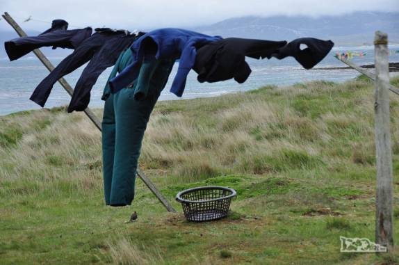 Muito vento em Carcass Island, no noroeste das Ilhas Malvinas